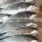 thailand betta fish jack mackerel