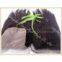 4x4 SilkTop Hair Closure, middle part straight  Brazilian virgin Human Hair Lace, High Quality hair extension