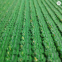 Chinese manufacturer Artificial Grass synthetic lawn