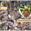 low investment new design palm kernel nut cracker palm kernel cracker and separating machine