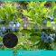 Organic fertilizer for blueberries
