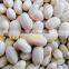 High Quality White/Black pulse beans