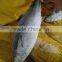 Whole round frozen bonito fish tuna to export