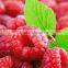 IQF good quality frozen raspberry