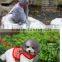 pet mesh cool harness