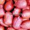 Chinese good quality round shape red skin peanut kernels