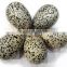Wholesale Gemstone Agate Eggs From India : Dalmation Jasper Stone Eggs For sell