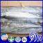 FROZEN KINGFISH SPANISH MACKEREL