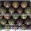 HIGH QUALITY FRESH PASSION FRUIT WITH BEST PRICE