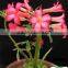 desert rose