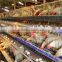 Automatic layer chicken cages, poultry farm cage for 120 chickens