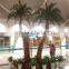SJ12001117 Indoor palm tree plant/outdoor green palm plants/fan palm plant