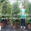 Ficus benjamina tower shape