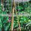 Thick walled cheap tonkin bamboo poles wholesale for plants