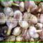 (HOT) factory hot sale fresh garlic/Garlic China
