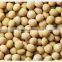 Soybean