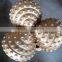 IADC637 6" TCI tricone bits