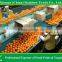 tropical fruits names of Fresh Navel Orange mandarin