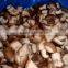 frozen shiitake mushroom ,fresh shiitake mushroom 2015 new crop