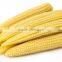 New Crop Seasonal Canned Baby Corn in Brine 2016