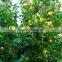 Lemon Tree