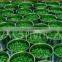 Canned green peas from Vietnam, high quality