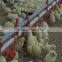 Automatic chicken poultry farming equipment