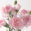 Cheap price carnation plants fresh carnation for gift