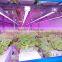 Greenhouse of single Container Plant factory