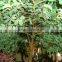 BTR022 GNW decorative plants artificial banyan tree for decoration