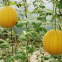 Good Flavor Hybrid Golden Yellow Rind Watermelon Seed