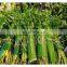 Cheap Price Fresh Banana Leaves/Packing Vegetable in supermarket/Chung Cake Vietnam