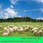 Grassland Fence/field fence/?cattle fence/annimal fence/sheep fence/?wire mesh fence/	Woven Wire Field Fence