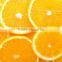 Manufacturial Good Quality Lemon Cutter