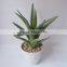 MINI Aloe Vera Plants For Sale