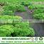 PP spunbond nonwoven fabric UV agriculture nonwoven fabric protect greens