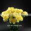 Wholesale Fresh Cut Carnation Flower As Gifts Yellow Natural Carnation Flowers