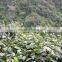 OEM Service Fresh Tea of This Year New Tea Wild Rocky Tea