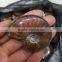 Wholesale Top Quality Rainbow Ammonite Fossil Specimens