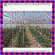 Agricultural plastic film arch greenhouse for vegetables