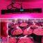 XQD 450W LED Light Full Spectrum LED Grow light Black Panel For Medical herb Veg and Flower stage