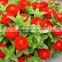 High quality Hybird Red Yellow Pink Zinnia seeds flower seeds for planting