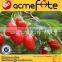 Organic goji berry 2015 goji berry