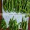 IQF Frozen Edamame Frozen Green Soybeans