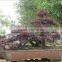 red flower Loropetalum chinense for ornamental outdoor landscaping beautiful bonsai plants