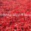Chinese novel products dried chilli buy from china online