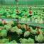 automatic cup poultry drinkers for chicken and turkey