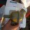 5 ton wheel loader weichai engine spare parts  13020684 thermostat  shantui SL50W  thermostat
