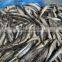 High  quality frozen whole round anchovy fish for processing