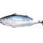 frozen bonito tuna frozen bonito fish little tuna euthynnus affinis